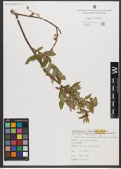 Foto von Salix triandra subsp. bornmuelleri (Hausskn.) A. K. Skvortsov